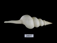 藏品(長旋螺)的圖片